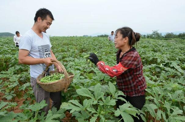 今期生肖最好找农民视它家中宝打一肖全面释义、构建解答解释落实